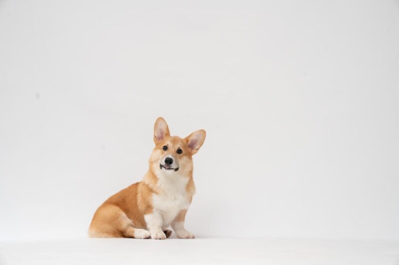Can Dogs Eat Tangerine Peel? What You Need to Know