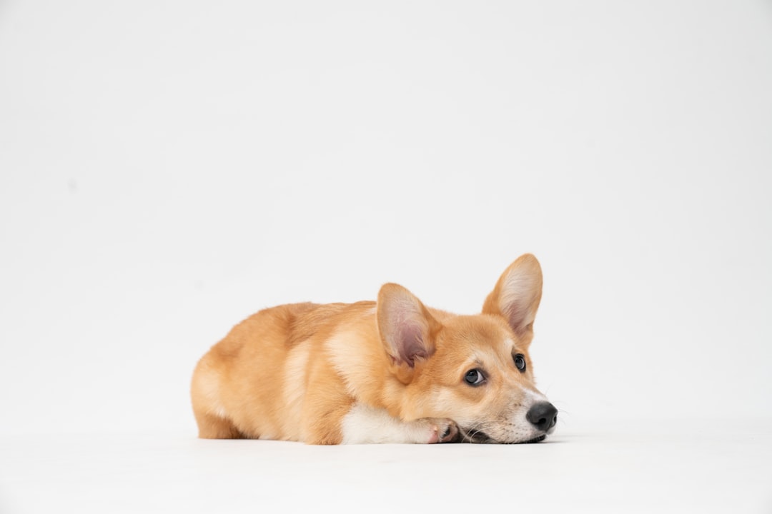 Photo dog