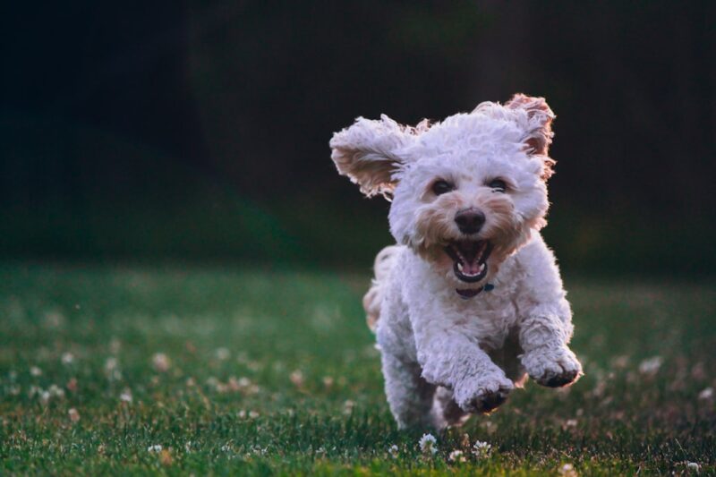5 Essential Commands to Teach Your Dog