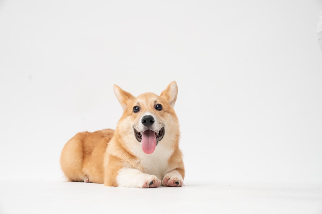 Photo dog