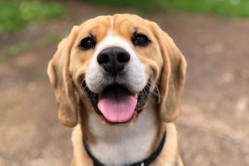 Effective Dog Training Tips for Obedient Pets