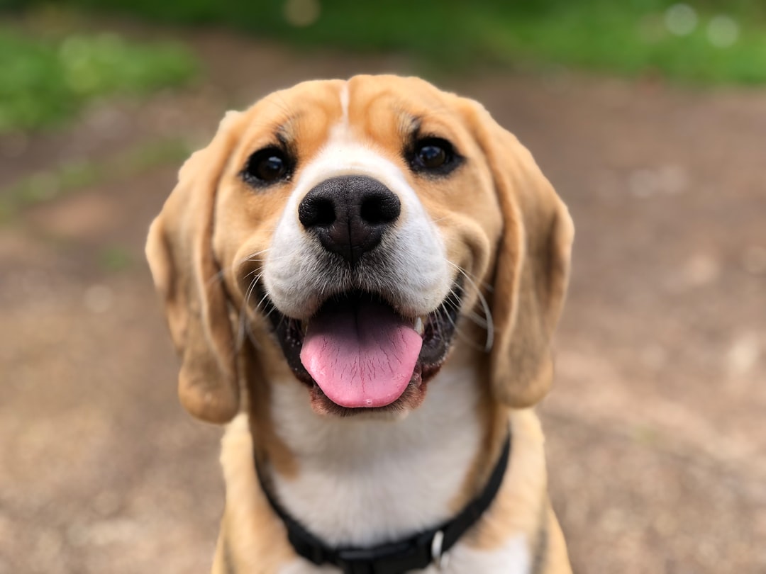 Photo dog