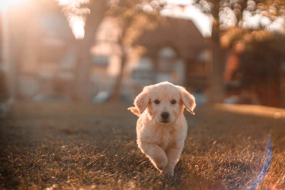 Photo dog