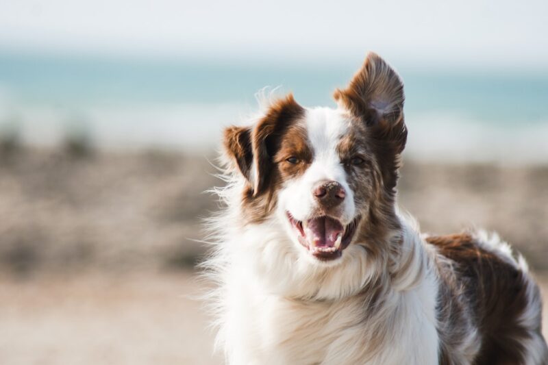 Effective Puppy Training Techniques for Obedient Pets