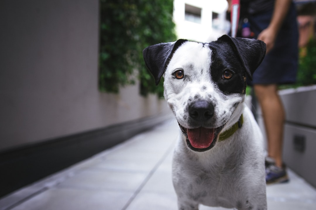Photo dog