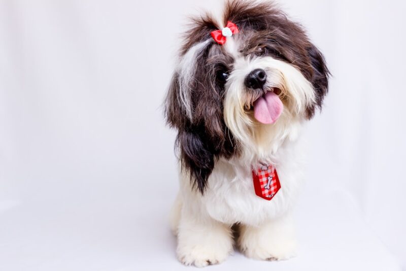 Top Dog Grooming Tips for a Happy Pup