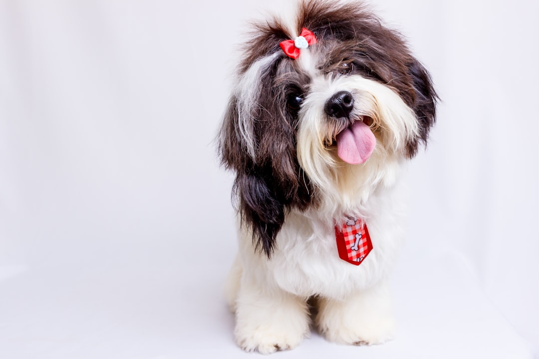 Photo dog