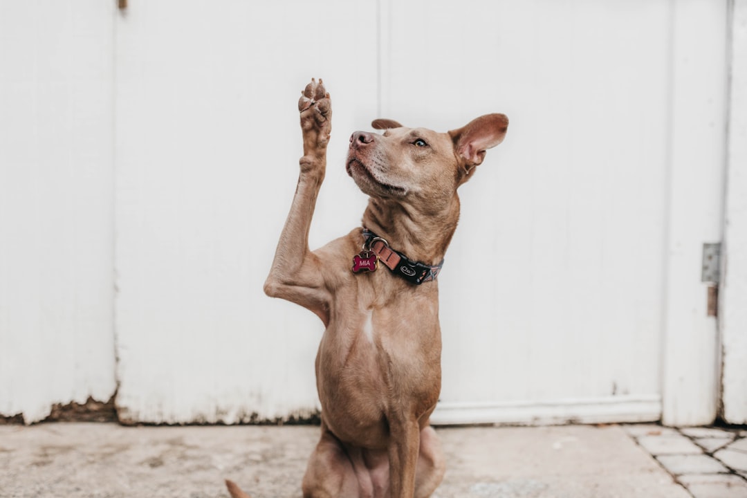 Photo dog