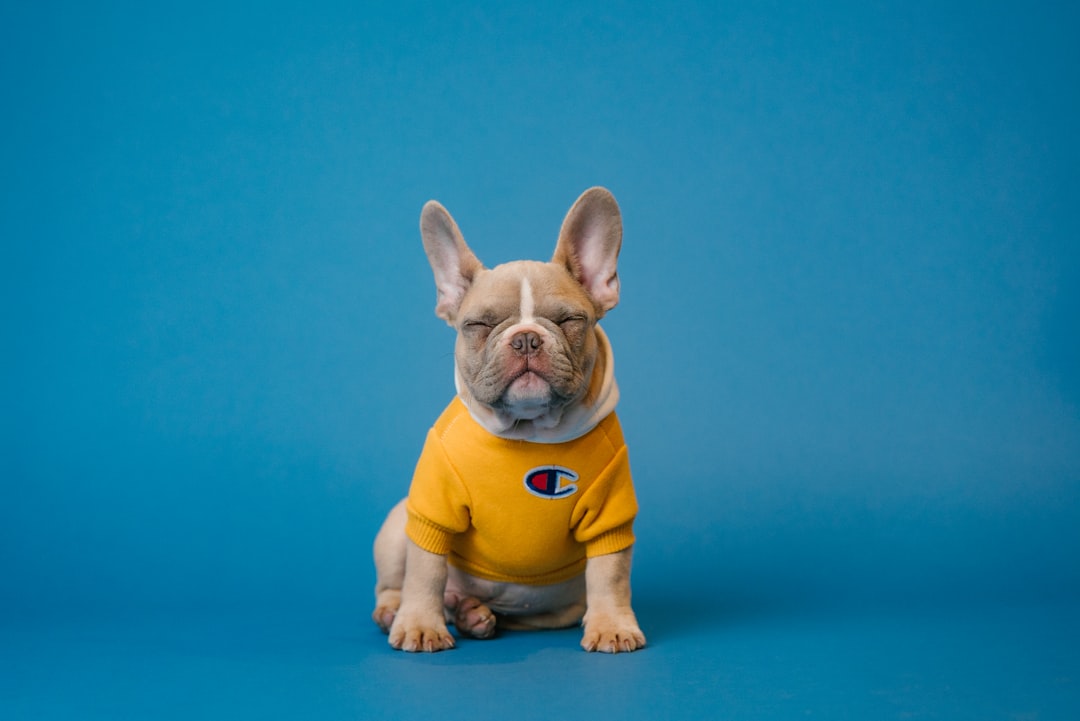 Photo dog