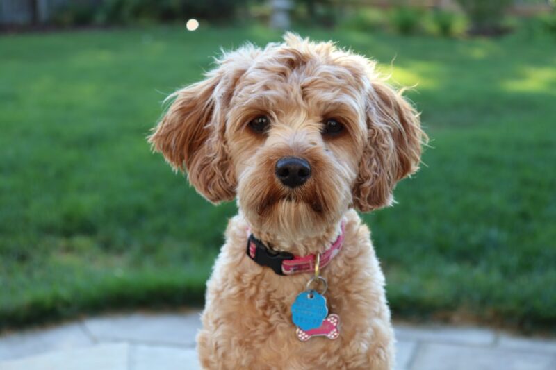 Exploring Popular Dog Breeds: From Poodles to Labradors