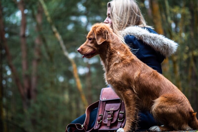 Effective Dog Training Tips for Obedient Pets