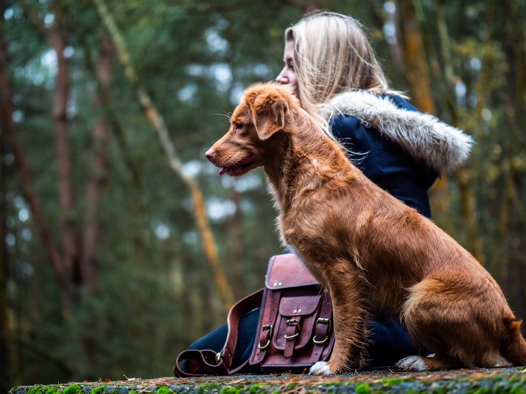 Photo dog training