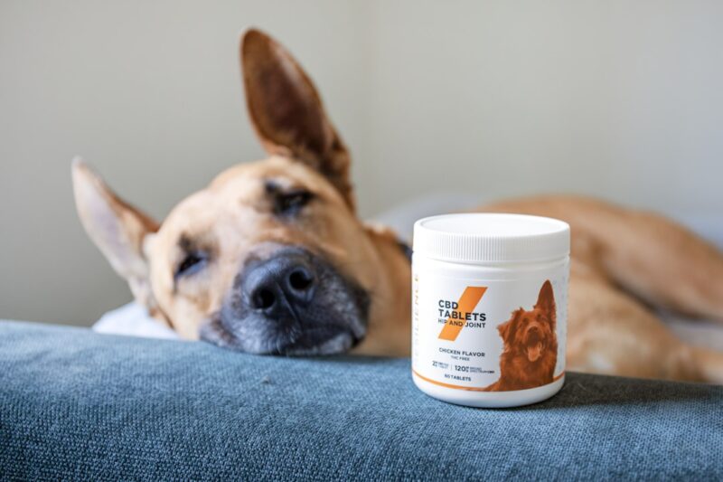 Top Tips for Maintaining Your Dog’s Health