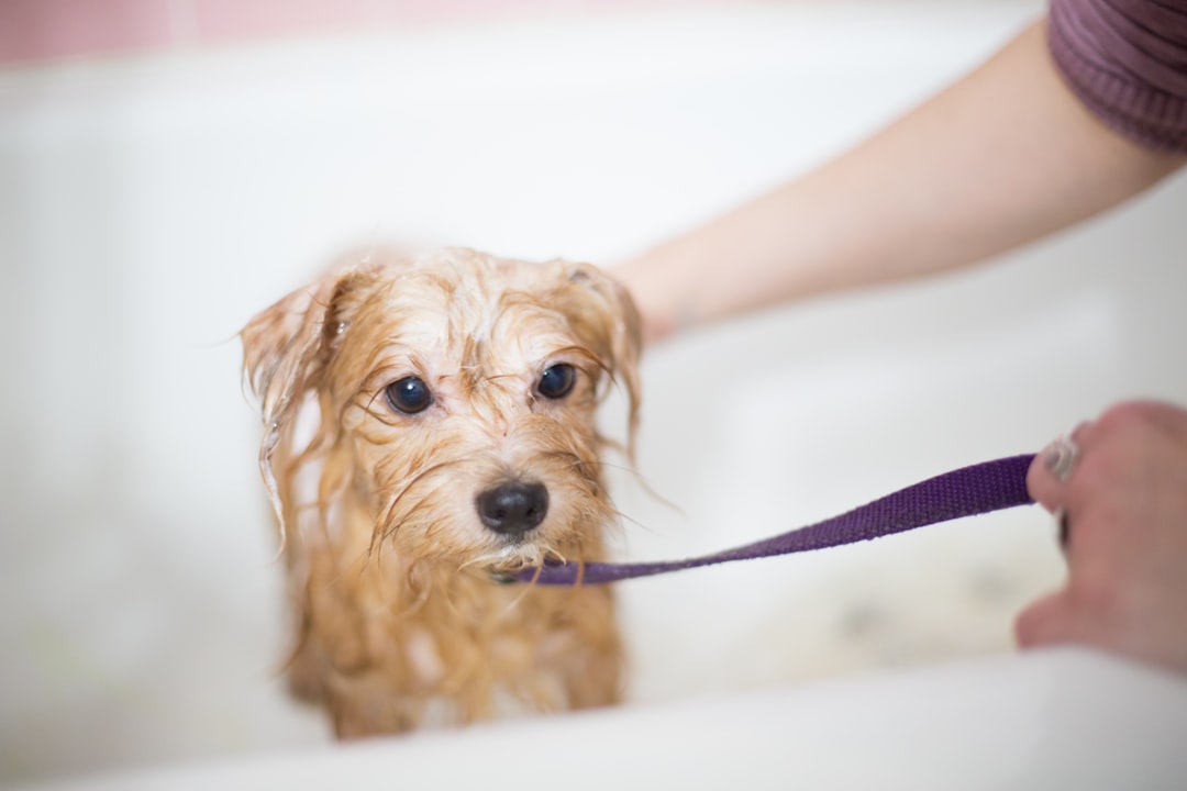 Photo dog grooming