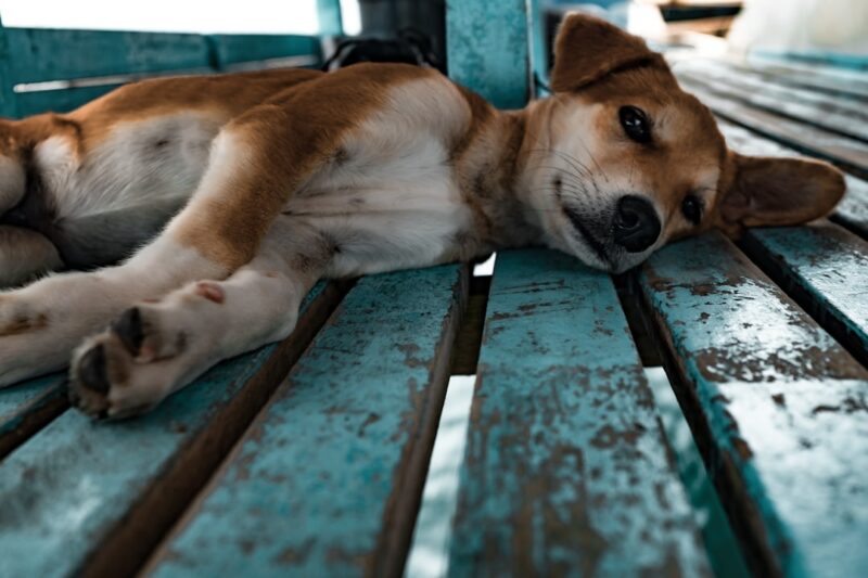 Finding Furever Friends: The Benefits of Dog Adoption