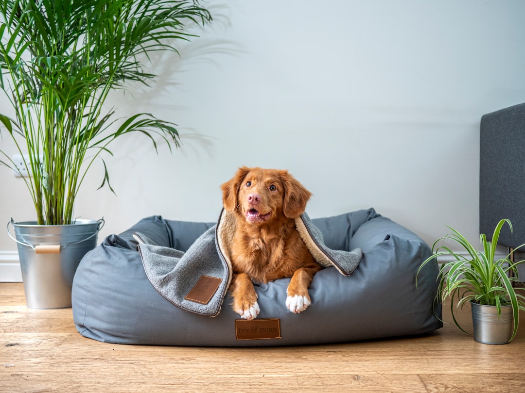 Photo dog