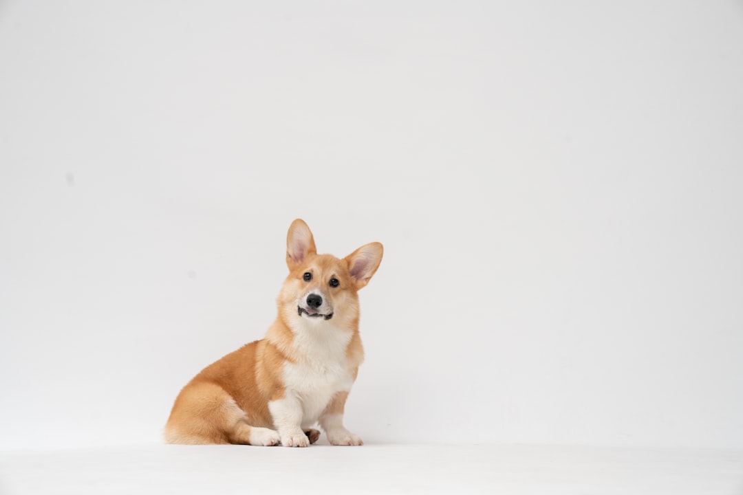 Photo dog