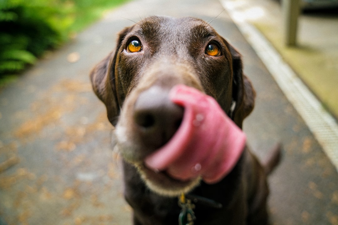 Photo dog friendly accommodations