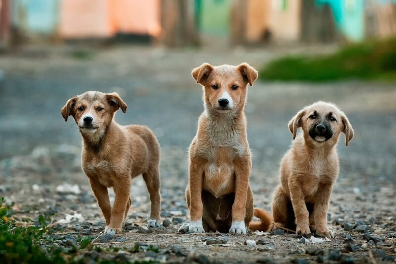Exploring the World: Dog-Friendly Travel Tips
