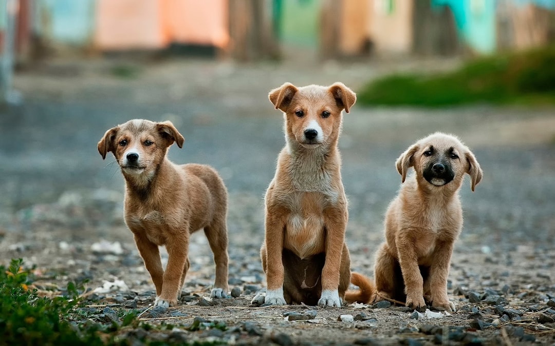 Photo dog friendly travel