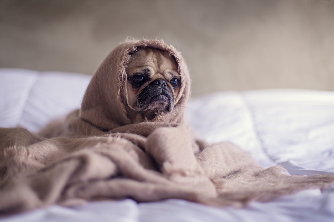 Photo dog friendly events