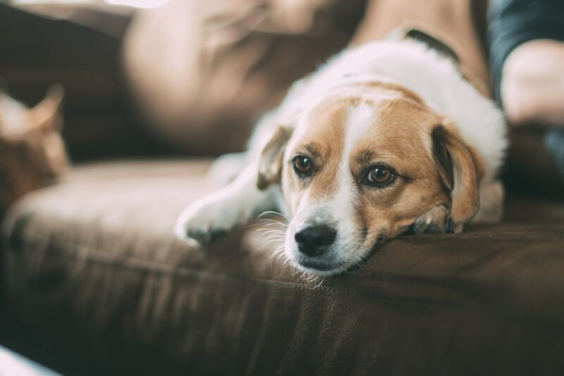 Top Dog Friendly Cafes: Where to Enjoy a Latte with Your Pup