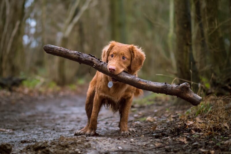 Top Dog-Friendly Eateries for Pooch-Loving Foodies