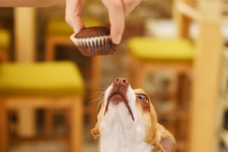 Daily Dog Care Routine: Keeping Your Pup Happy and Healthy
