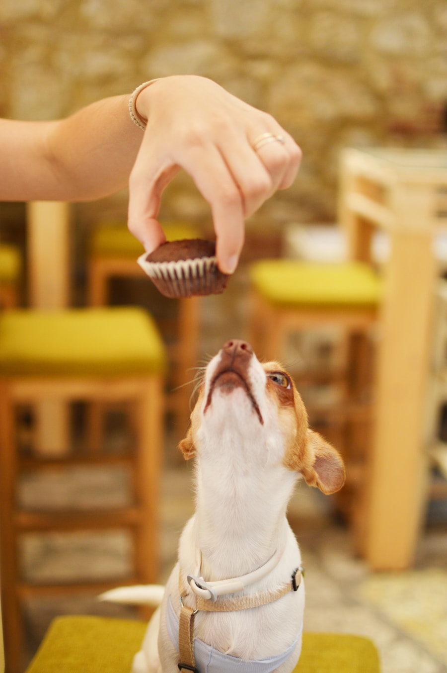 Photo dog care routine