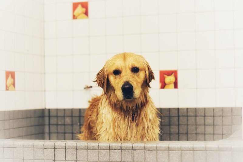Top Dog Grooming Tips for a Happy Pup