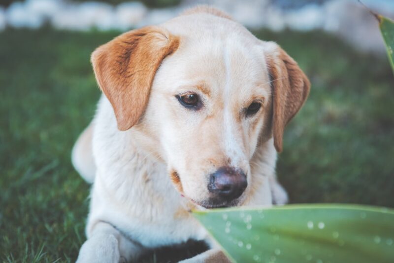 Complete Dog Nutrition Guide: A Healthy Diet for Your Pet