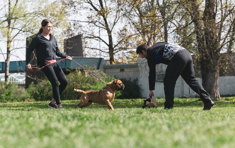 Effective Dog Training Techniques for Obedient Pets
