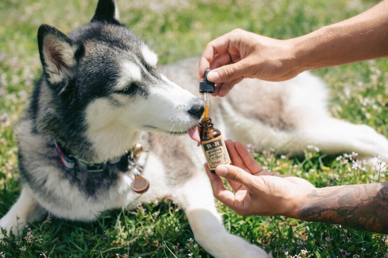 Optimizing Dog Health and Wellness