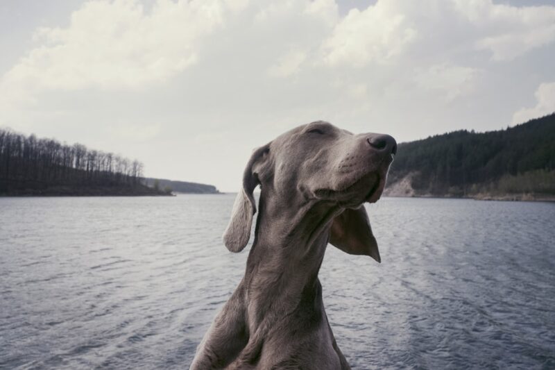 Fun Activities for Dogs: Explore Dog-Friendly Adventures