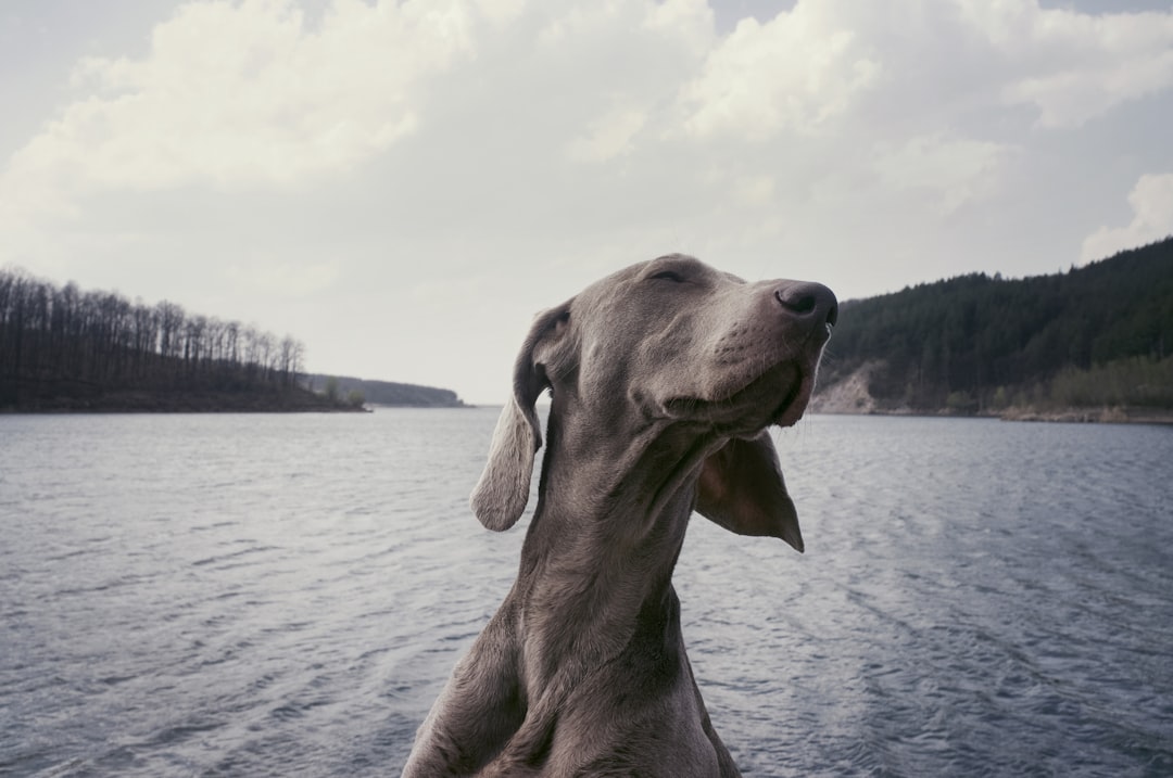 Photo dog friendly activities