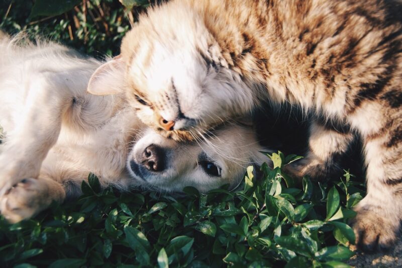Top Dog-Friendly Hotels for Your Next Getaway
